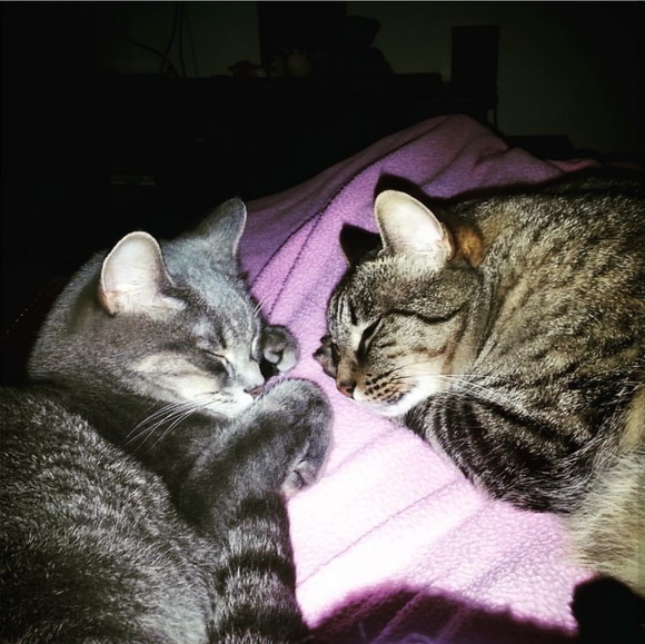 Meet your Posher, Abby - Picture 2 of 2